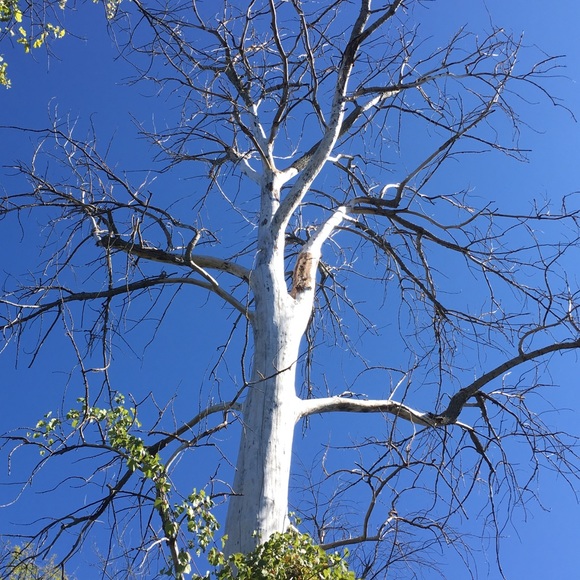 Meet your Posher, Lilly - Picture 1 of 1